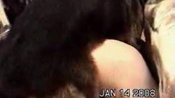 Vaginal play for a bitch in heat eager to hump her owner