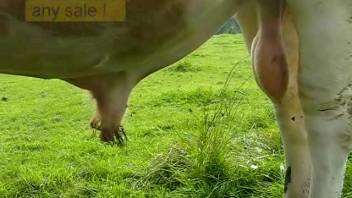Massive rod of the bull being displayed in a peeping video