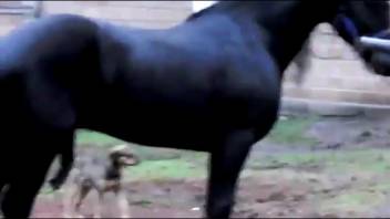 Stallion screwing his mare sends bestiality enthusiast into a frenzy