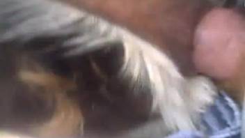 Intense sexual encounter with a furry beast for a desperate gay man in rut