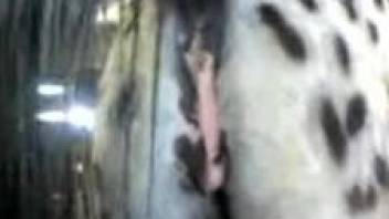 horse's wet vagina makes horny zoo porn lover to drool
