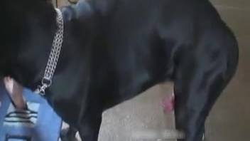 Naked woman pleasures herself with complete canine dick in her hairless pussy