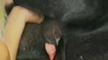 Zoo sex showcased in a free orgy-style porn video