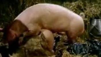 Pig fucks a sexy brunette in a taboo bestiality scene