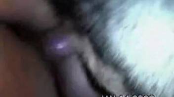 Filthy mutt gleefully screwing a beast-lover's steamy snatch