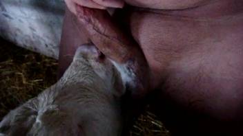 Guy permits young calf to tongue and inhale his stiff penis