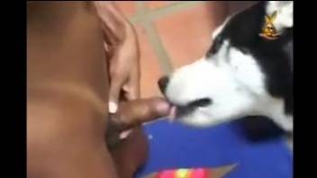 Bubble butt Latina getting fucked violently by a dog