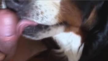 POV blowjob video with a sexy-looking little doggo