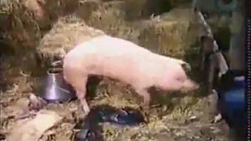 Wild outdoor swine intercourse at the zoo featuring two nude women