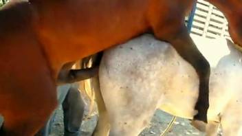 Stallion fucking a sexy white mare from behind