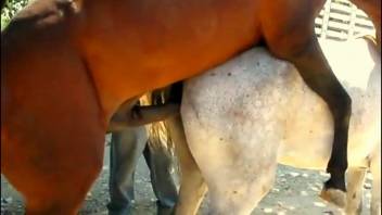 Stud horse banging a hot white filly from the rear