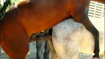 Stallions mate intensely right before his gaze, and it arouses him.