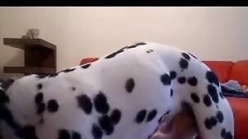 Amateur babe shares lust and sex with her Dalmatian