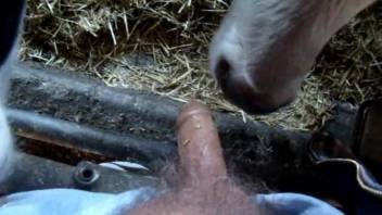 Dude's hard cock getting pleasured by various animals