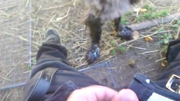 Exciting outdoor animal sex encounters for a sexually aroused guy