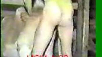 Intense bestiality encounters in amateur animal sex scenes