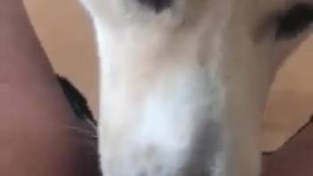 First-person view blowjob with an incredibly hot Caucasian vixen