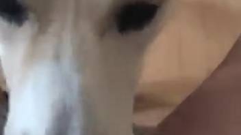 First-person view oral encounter with an attractive white canine