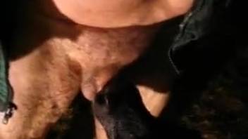 Overweight man with a tiny penis receives oral sex from a cow