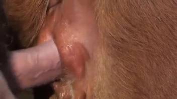 Aroused guy chooses to screw the young calf in the butt