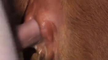 Brunette vixen allows him to slide into her scrumptious damn pussy