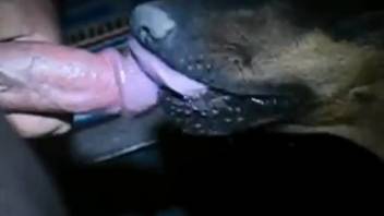 Naked guy muzzles his dog and allows it to lick his dick
