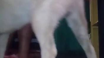Guy's snug elderly butthole is penetrated by a canine