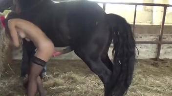 Brunette in beautiful stockings gets fucked by a horse