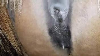Dude cannot wait to creampie a delicious mare pussy