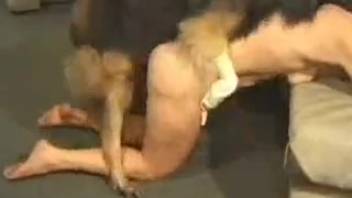 Busty homemaker eagerly accepting a canine's massive cock