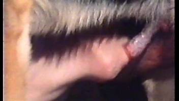 A brunette bombshell adores a hound's rigid cock