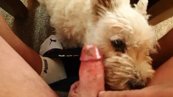 Aroused guy lets his shaggy dog lap up chocolate from his cock
