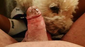 Horny dude leaves his furry mutt to lick chocolate off his dick