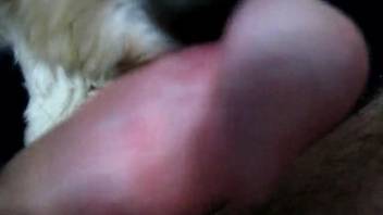 Canine tongues guy's dick while he masturbates