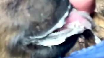 Baby veal pleases horny man by licking his erect cock