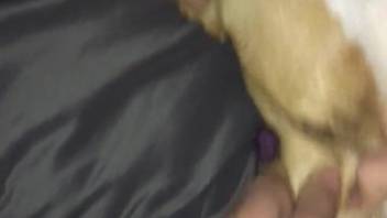 Guy's cock receiving oral pleasure from a dog in point-of-view style