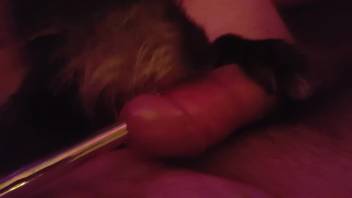Guy relishes urethral sounding as a canine licks his penis