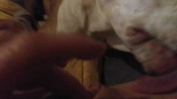 Canine tongues lady's vagina as she indulges in self-pleasure alone