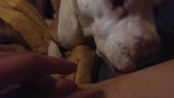 Lady records herself as the dog tongues her lovely clitoris