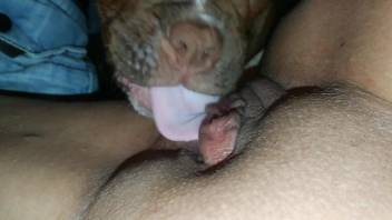 Dog licks woman's pussy so fine that she reaches the orgasm