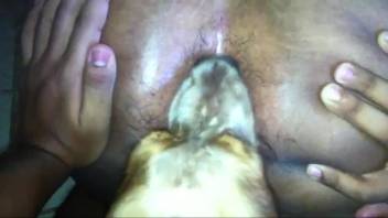 Anilingus encounter with a tasty bestiality enthusiast's butthole