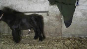 Guy prepares to receive from a well-hung pony