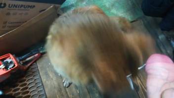 Adorable pup slurping on the master's steamy dick in point-of-view