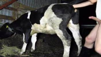 Intense fucking with a bovine satisfies the bare dude with an awesome climax