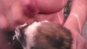 Fat dude blows a load all over a ferret's face