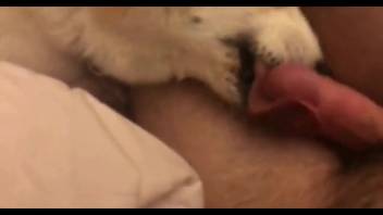 Guy shows off his gorgeous dick to a perverted pup