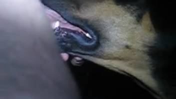 Canine arouses homosexual master through bestiality oral sex