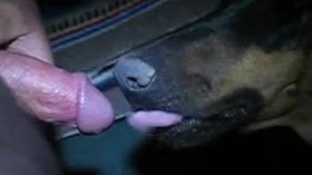 Deepthroat pounding for an obedient doggy