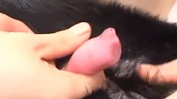 Asian butt penetrated and forced to ingest in bizarre animal webcam romp