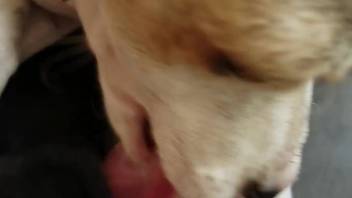 Canine with a frisky tongue lapping at that cock in point-of-view